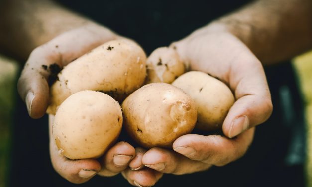 Are Potatoes High in Protein?